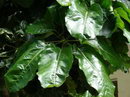 Brassaia Actinophylla